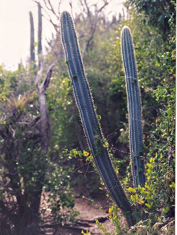 Royens tree cactus