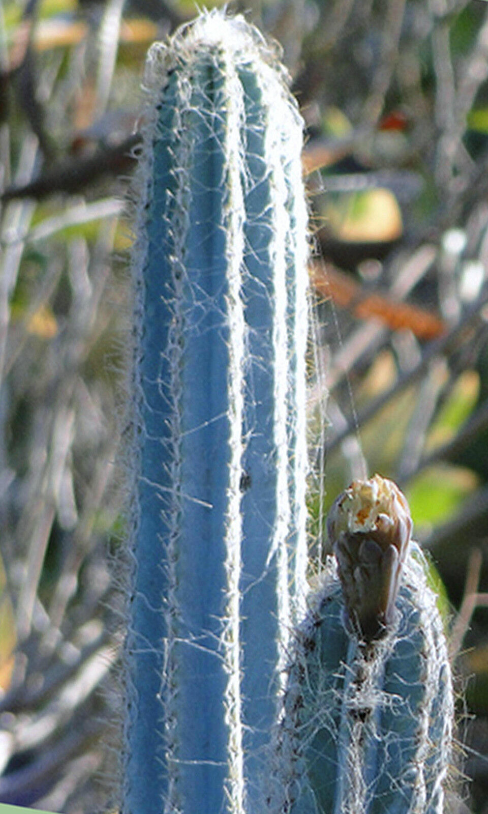 Pilosocereus royenii exotic blue color columnar rare cacti cactus seed seeds