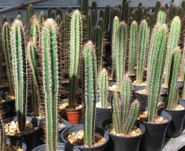 Pilosocereus royenii â