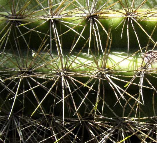 Sabucãn pilosocereus gaumeri