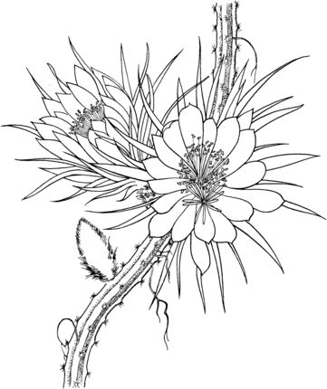 Selenicereus grandiflorus queen of the night cactus coloring page supercoloring coloring pages cactus flower drawing