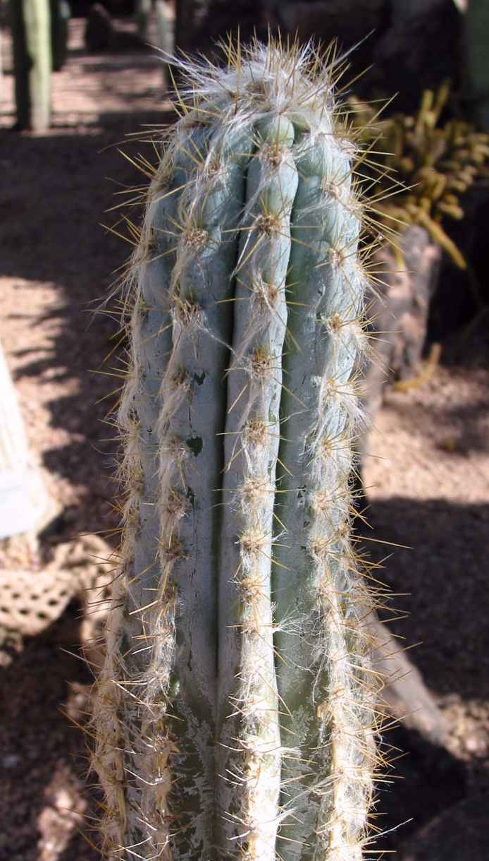 Royens tree cactus pilosocereus royenii