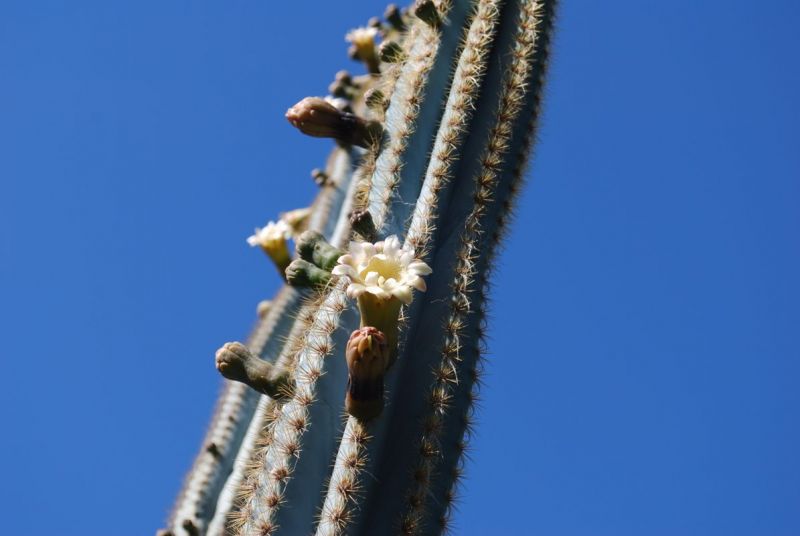 Pilosocereus diersianus