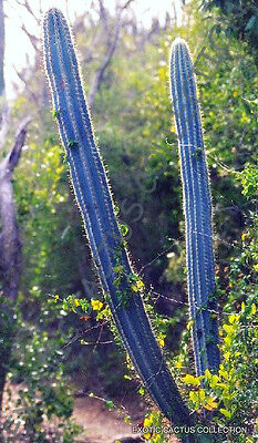 Rare pilosocereus royenii exotic blue lor lumnar cacti cactus seed seeds