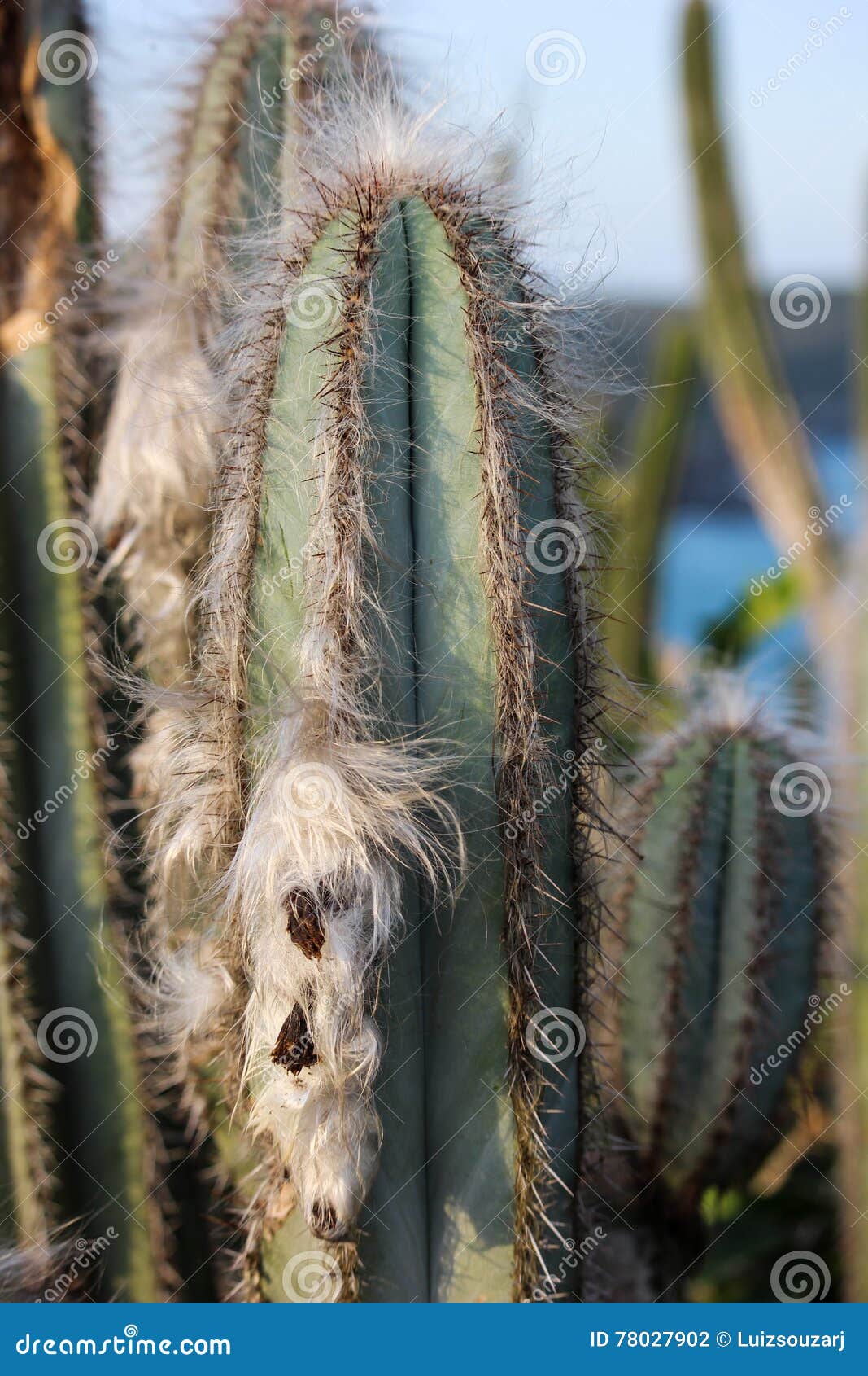 Pilosocereus stock photos