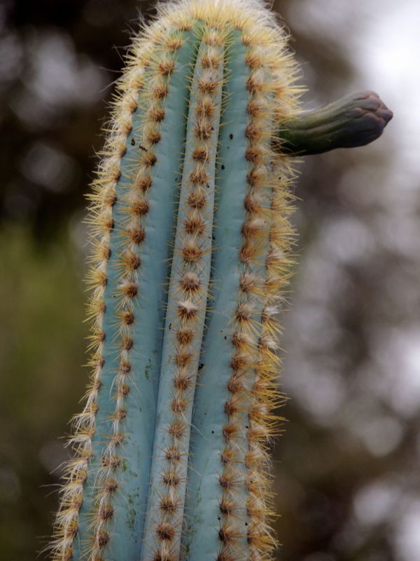 Pilosocereus diersianus