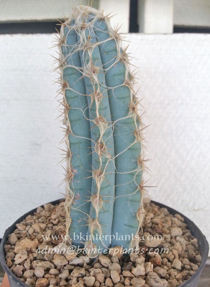 Cactus blue pilosocereus royenii