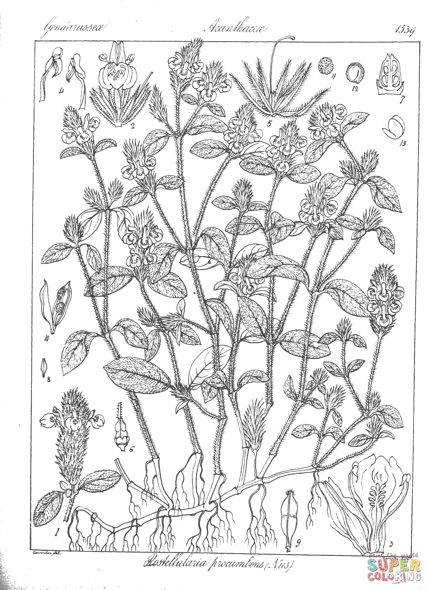 Rostellularia procumbens coloring page free printable coloring pages