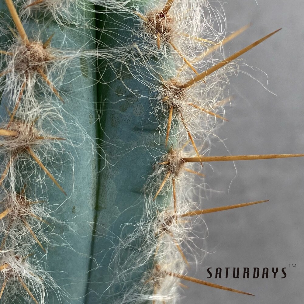 Pilosocereus pachycladus â saturdays succulents