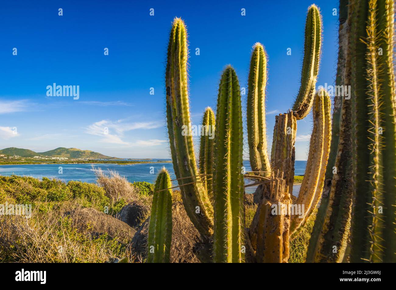 Pilosocereus hi