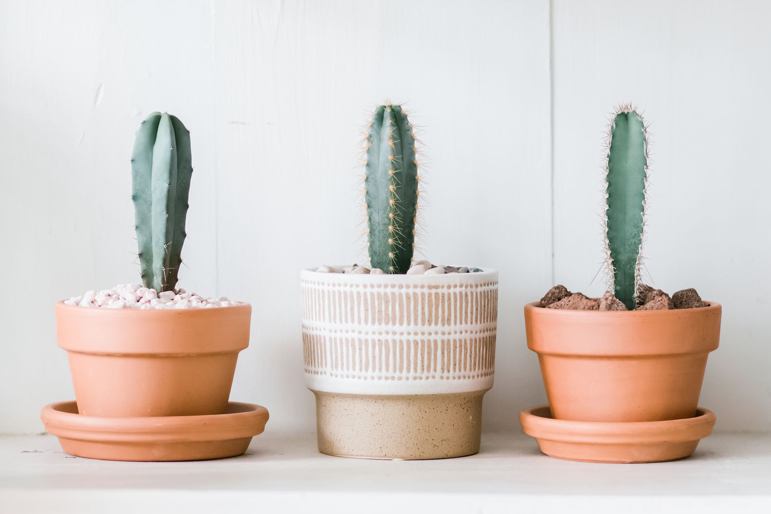 How to grow and care for pilosocereus cacti