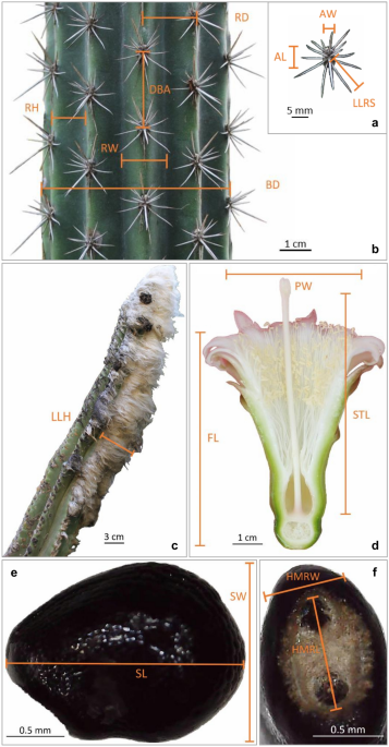 Phylogenetic and morphological analyses of pilosocereus leucocephalus group ss cactaceae reveal new taxonomical implications journal of plant research