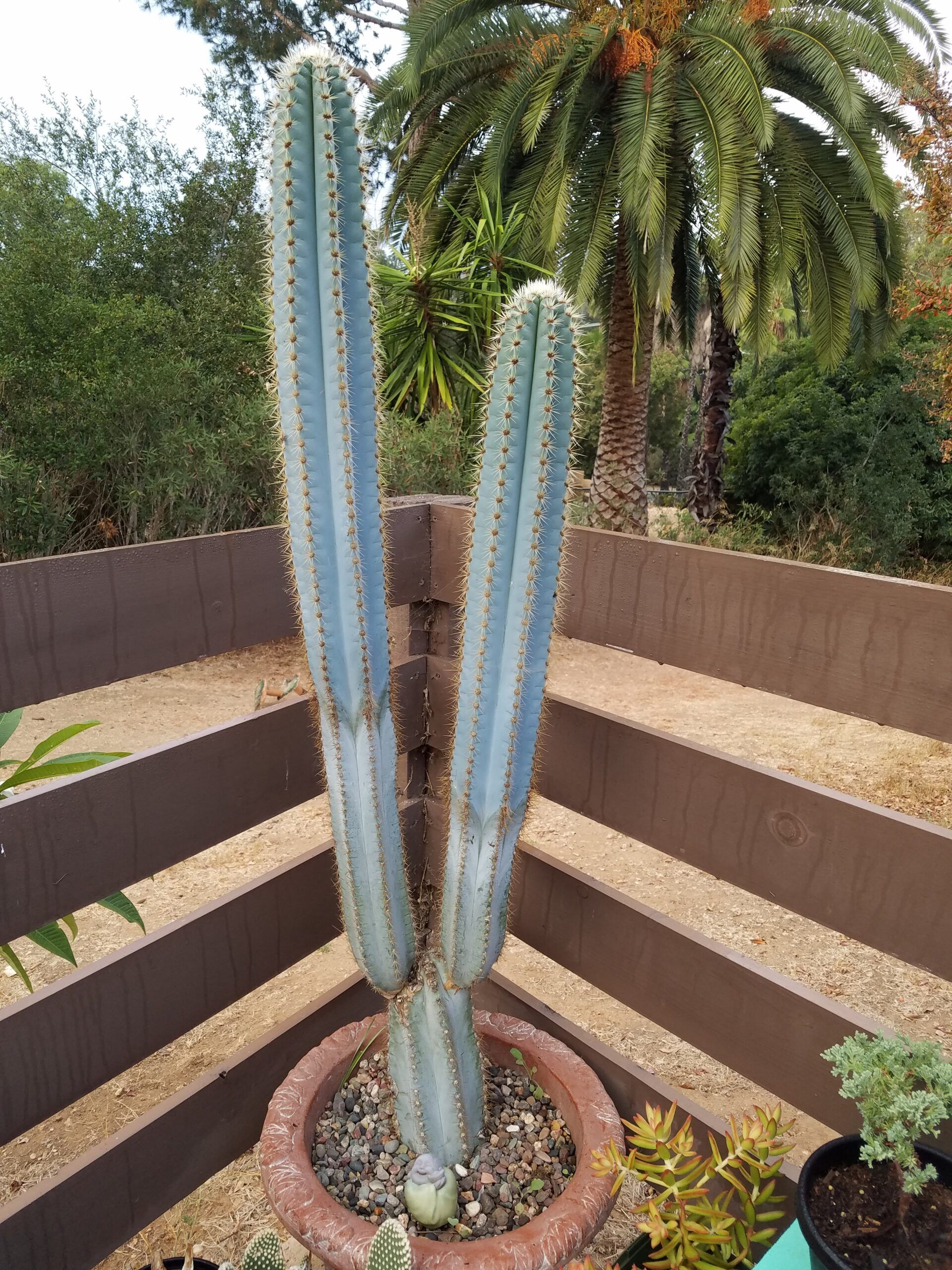 Care diary pilosocereus azureus