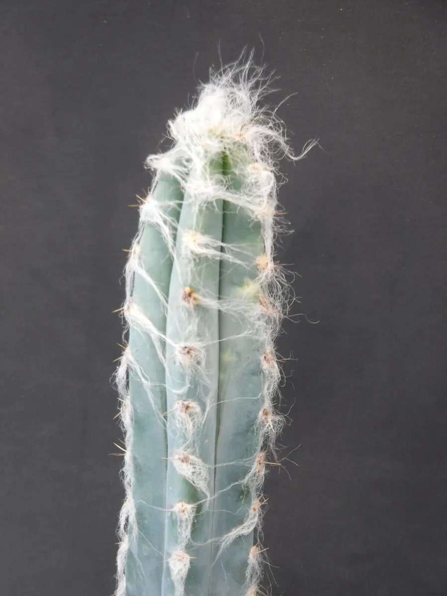 Pilosocereus pachycladus super blue very hairy columnar