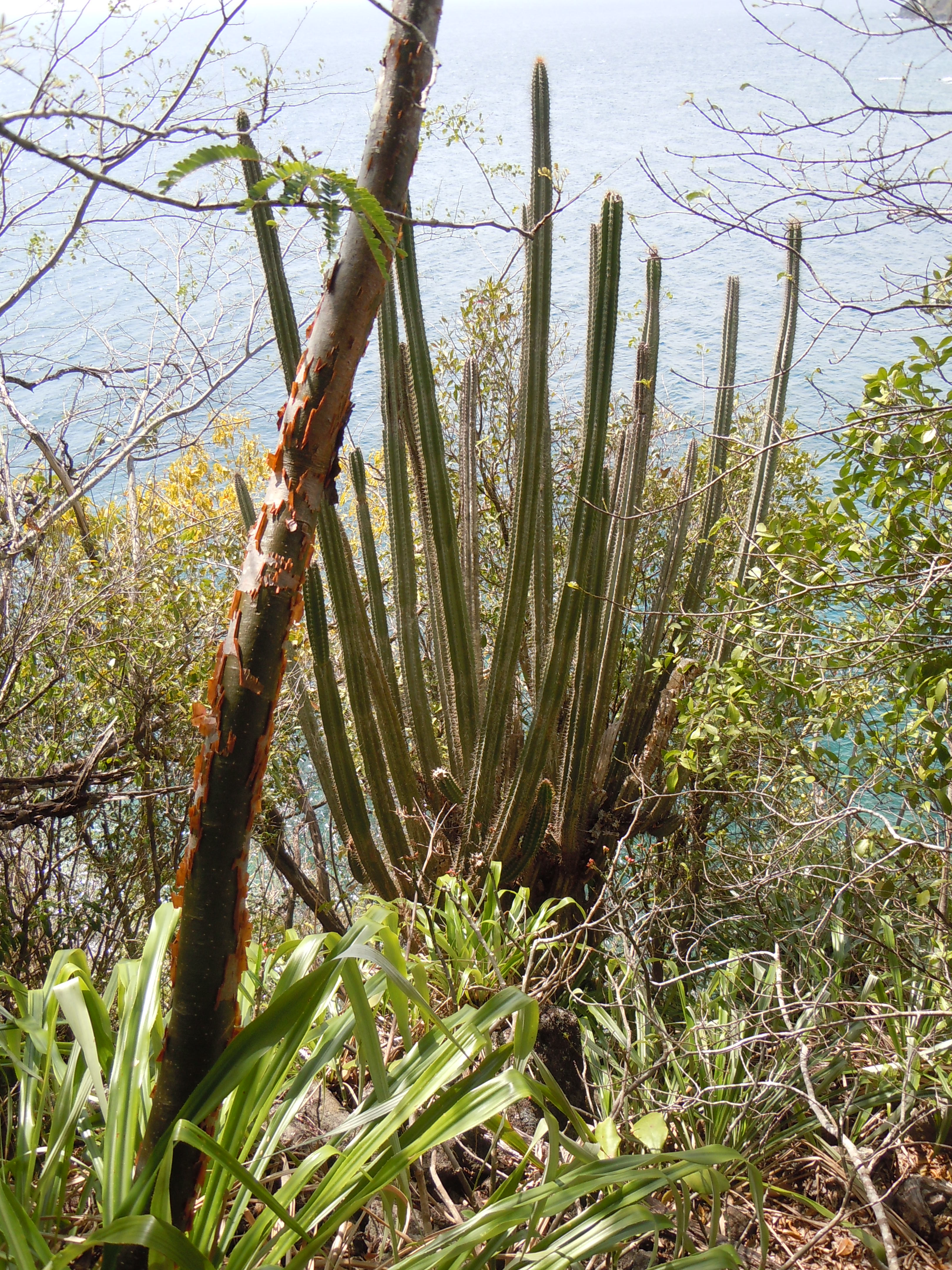 Pilosocereus royenii â wikipãdia