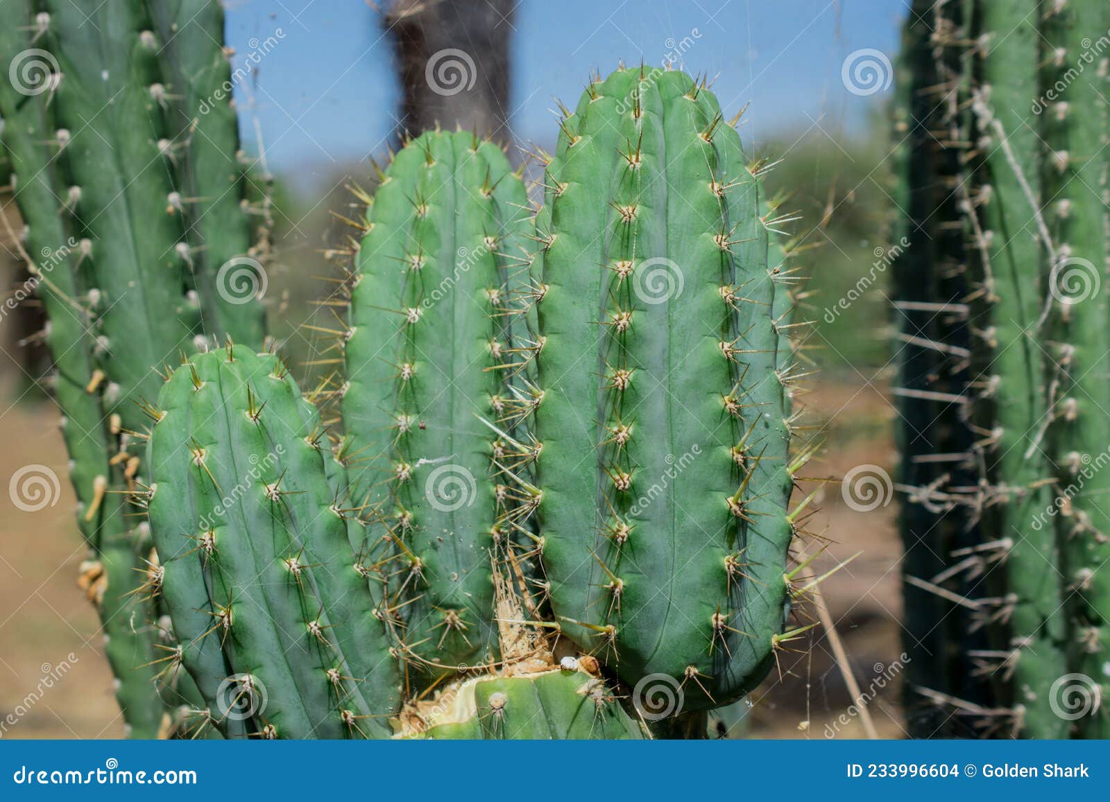 Pilosocereus stock photos