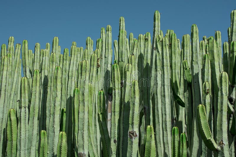 Pilosocereus stock photos