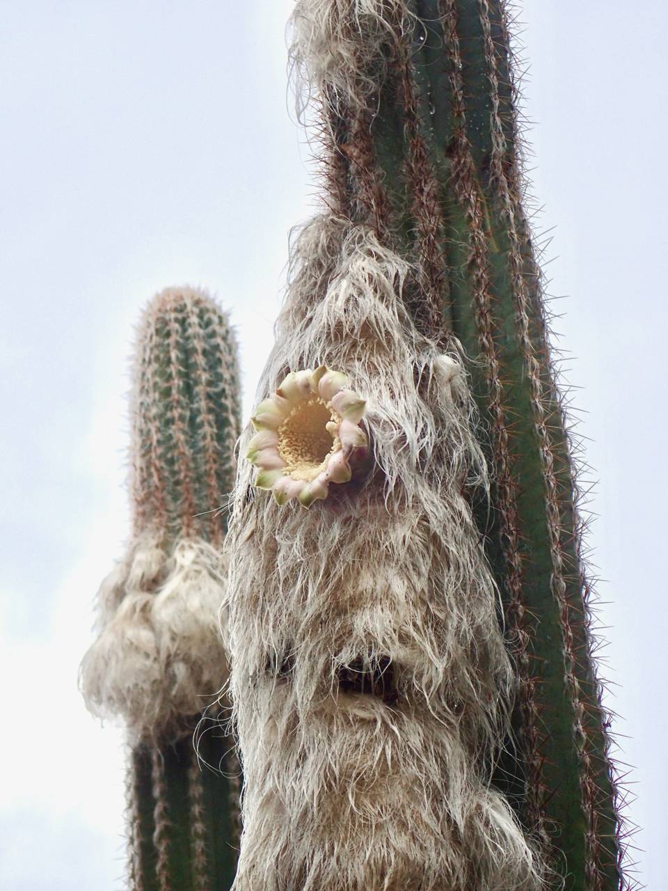 Red de herbarios del noroeste de mãxico