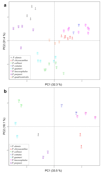 Phylogenetic and morphological analyses of pilosocereus leucocephalus group ss cactaceae reveal new taxonomical implications journal of plant research