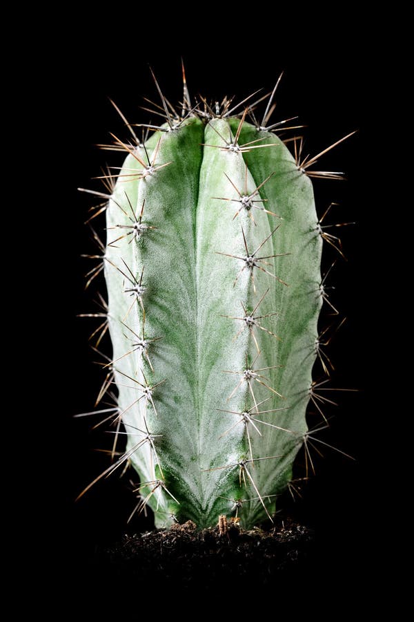 Pilosocereus stock photos