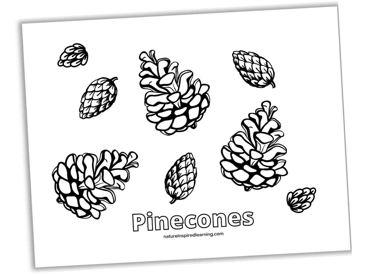 Pinecone coloring pages