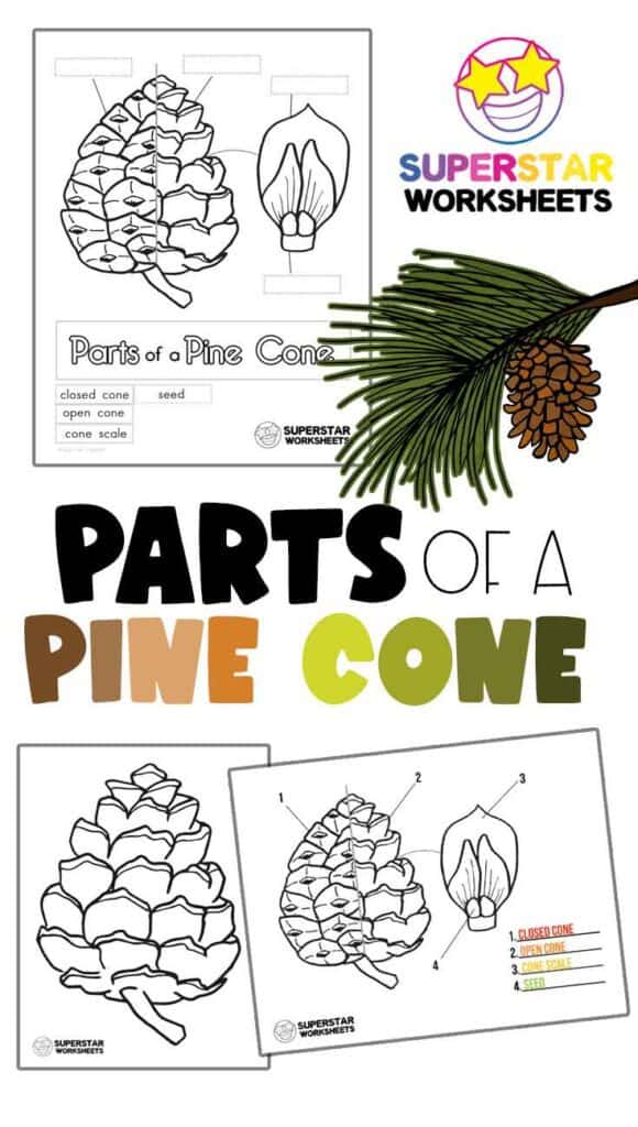 Parts of a pine cone worksheets