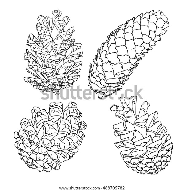 Hakuun set sketch hand drawing pine cones liittyvã vektorikuva rojaltivapaa