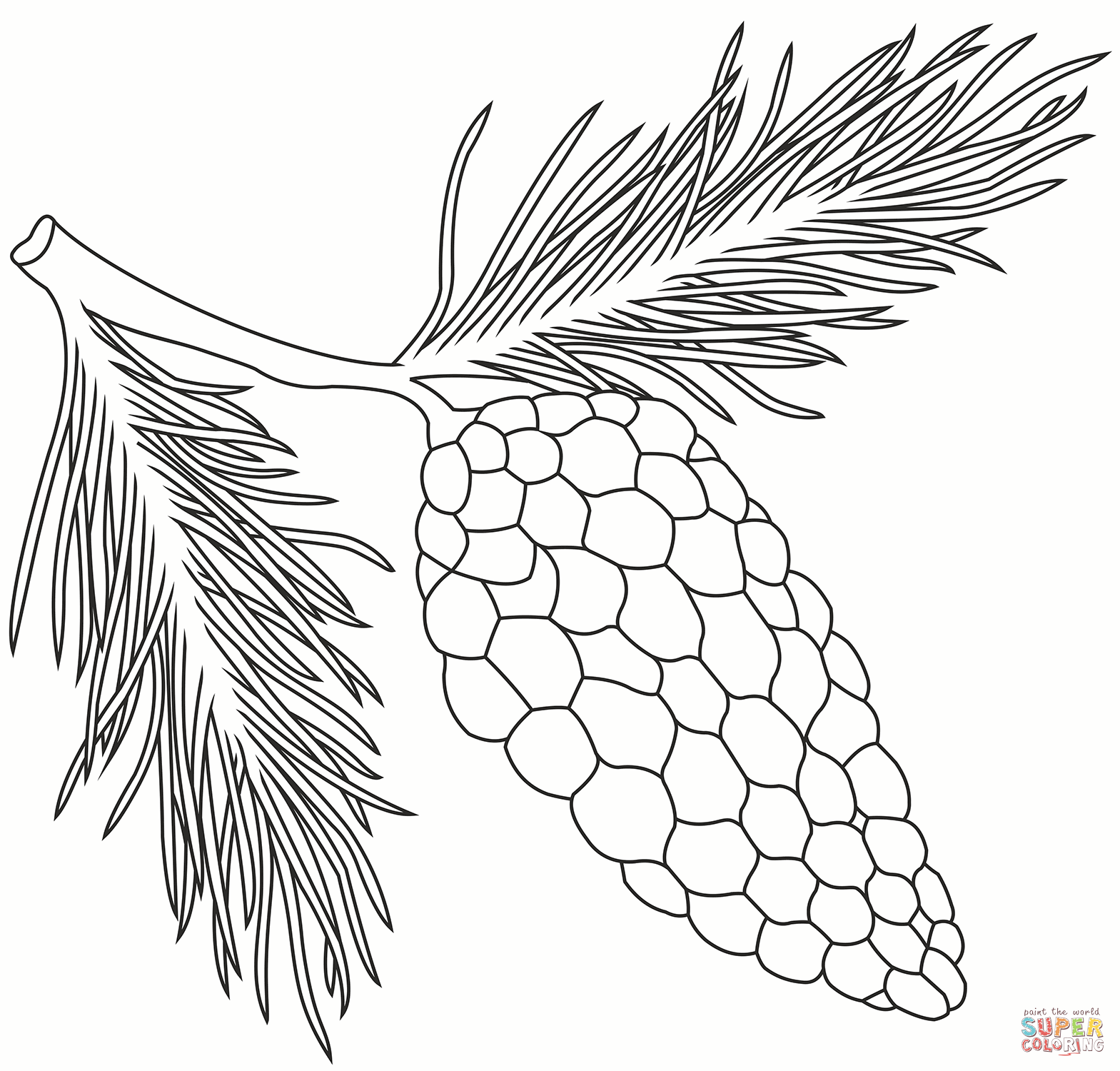 Pine cone coloring page free printable coloring pages