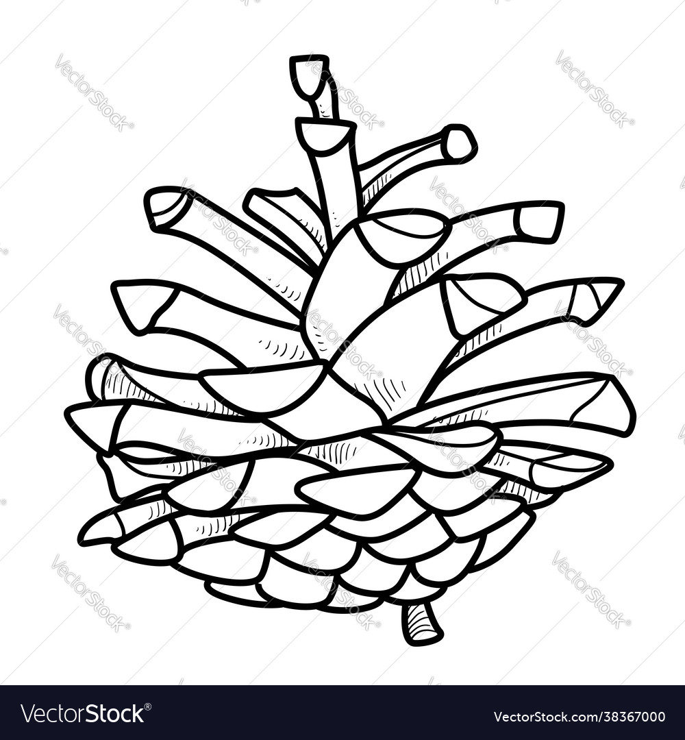 Pine cone object outline for coloring on white vector image