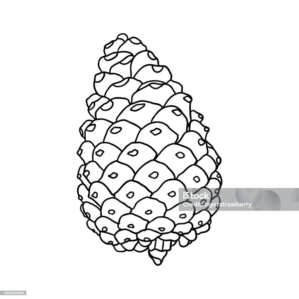 Hand drawn textured fir pine cone vector illustration stock illustration