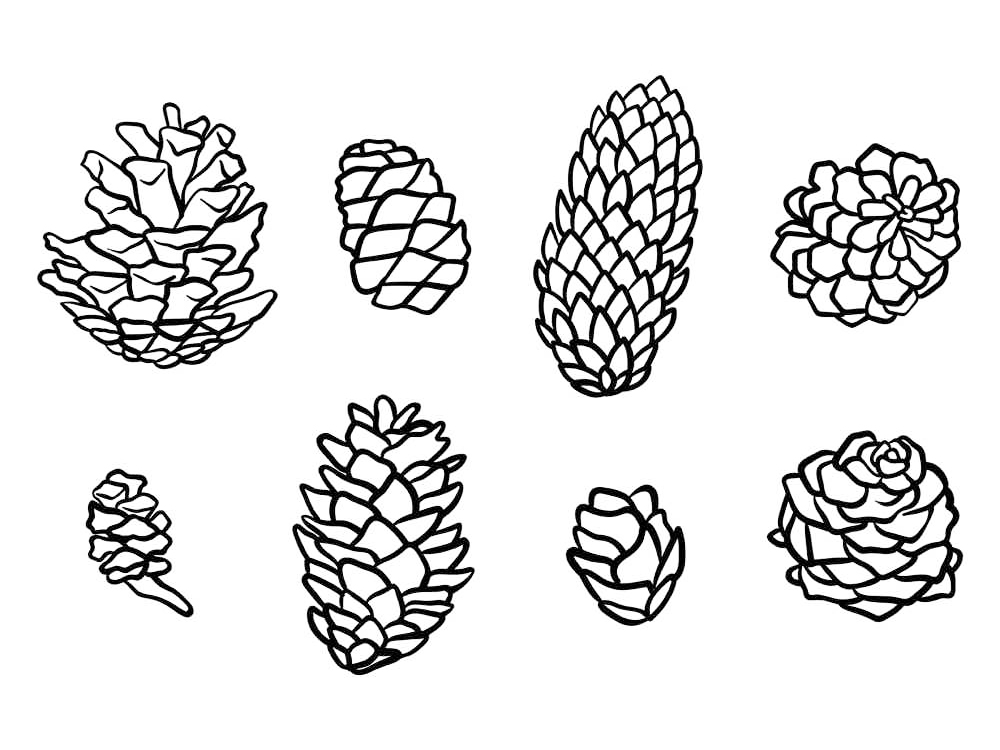 Pine cone coloring pages