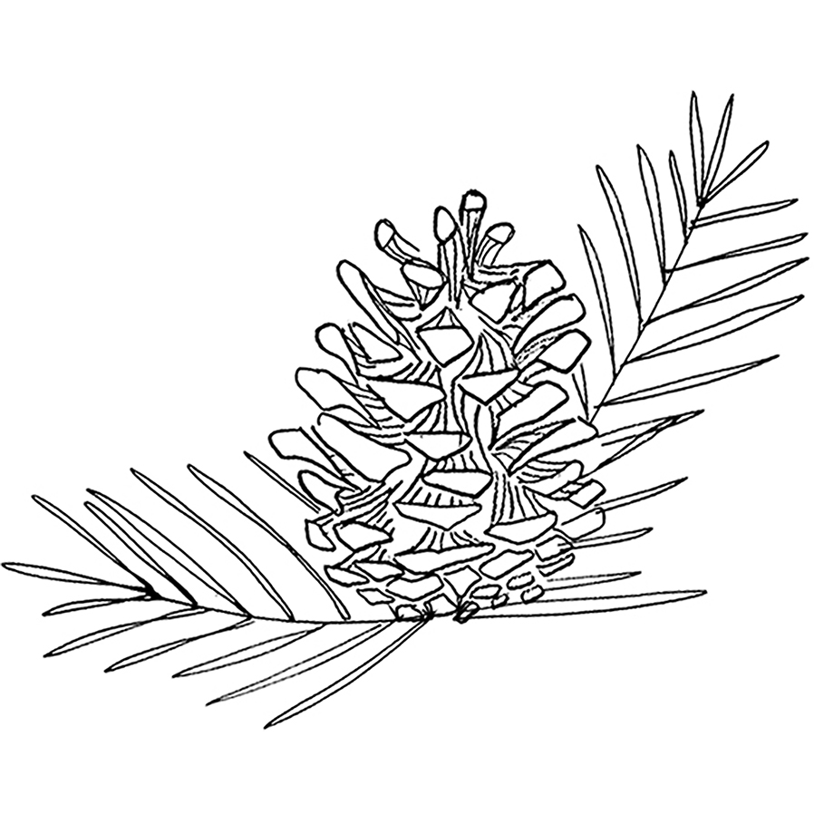 Forest pine cone rubber stamp from the english stamp pany