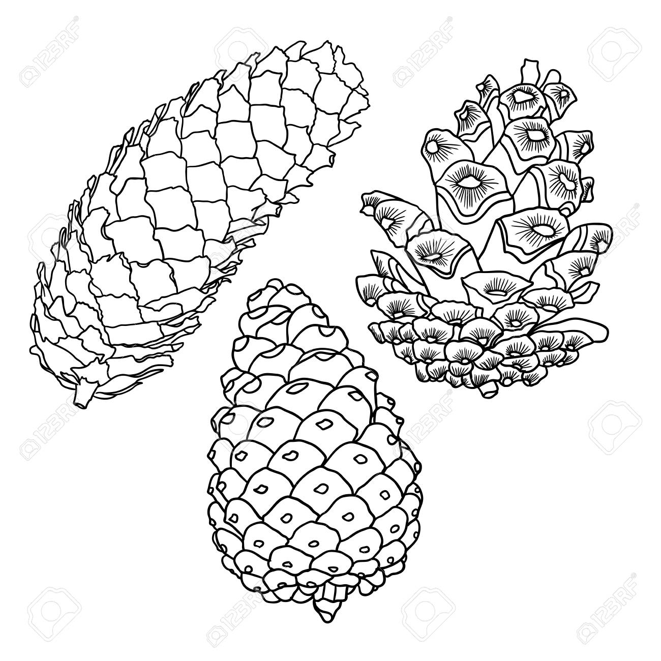 Set of sketch hand drawing pine cones on white background collection of christmas hand drawn fir cones male female conifer cones of various trees cedars firs hemlocks larches pines and spruces royalty