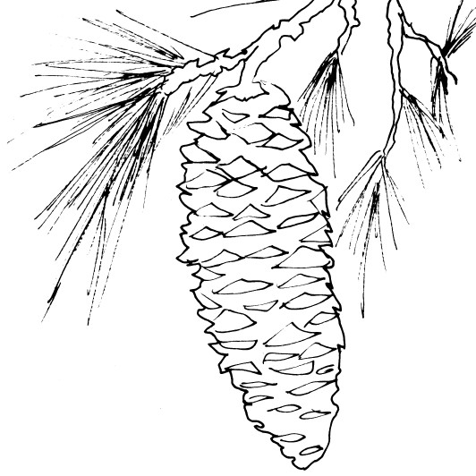 White pine cone sketch diane antone studio