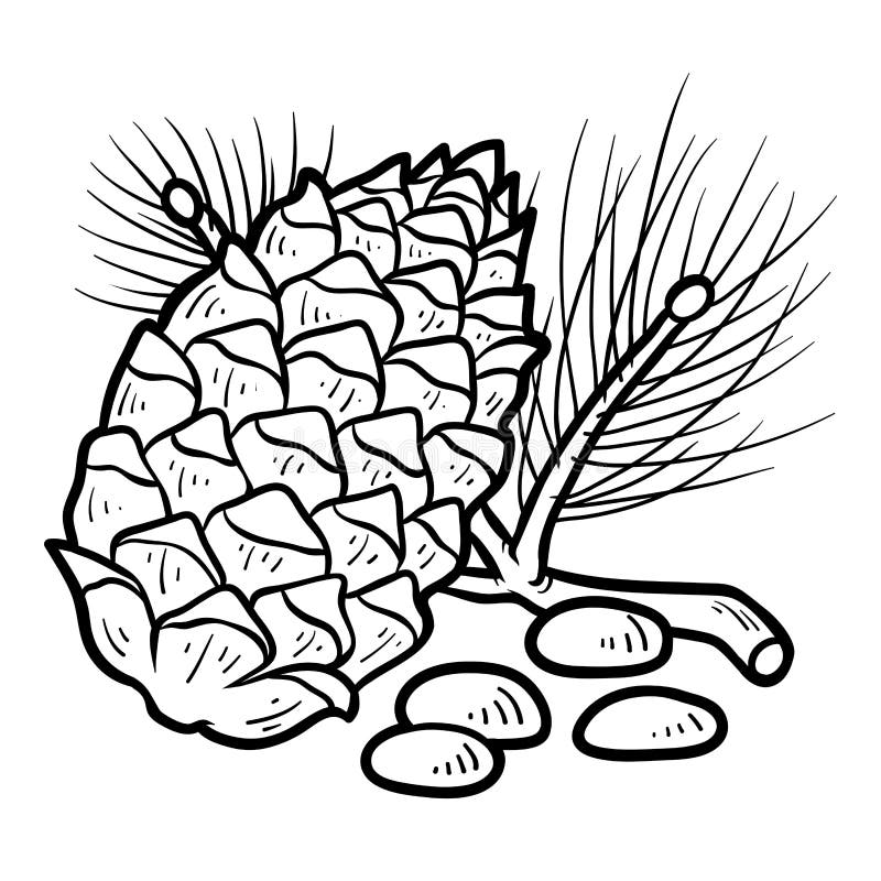 Pine cone coloring stock illustrations â pine cone coloring stock illustrations vectors clipart