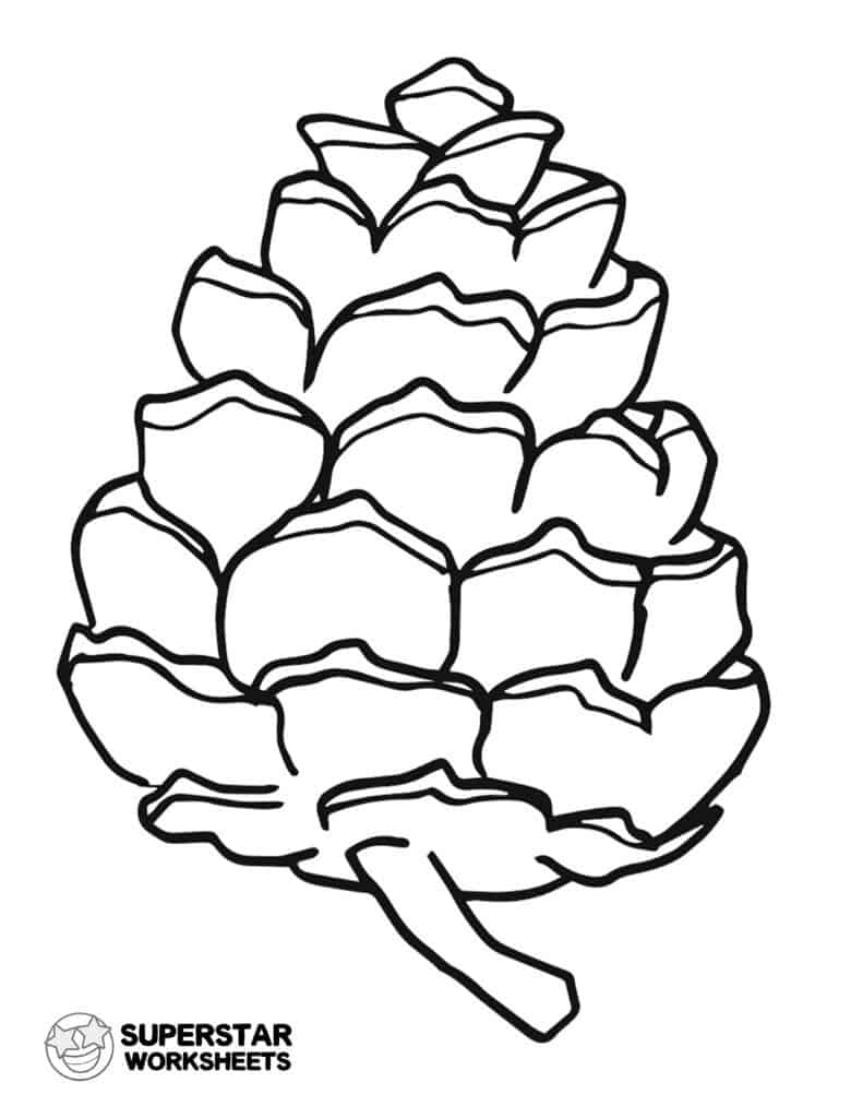 Parts of a pine cone worksheets