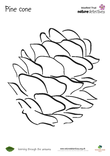 Pine cone