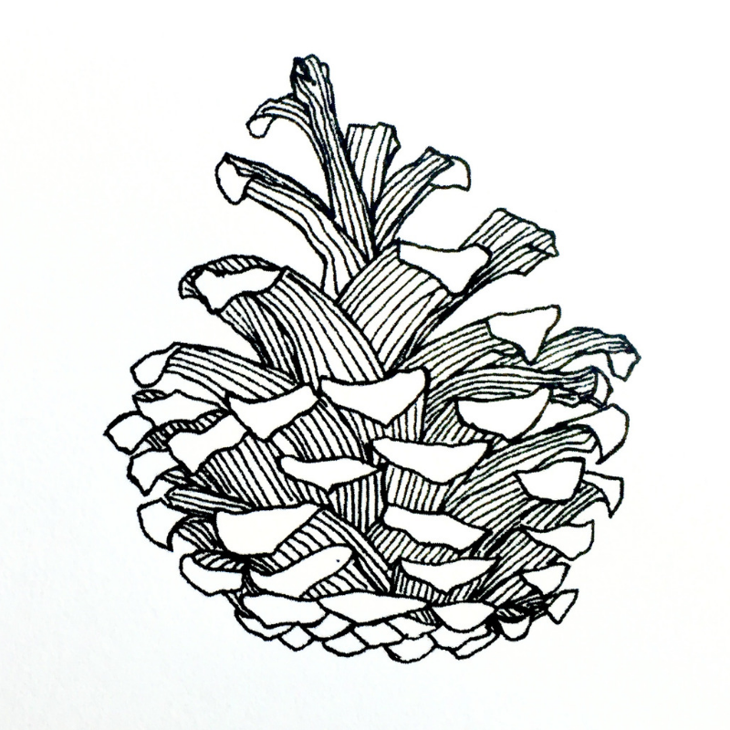 Pine cone treasure print â made in essex