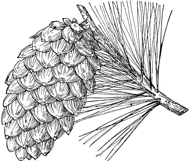 Limberpinemdgif ã pine cone drawing pine cones coloring pages