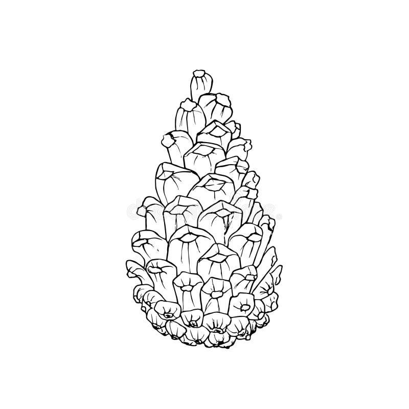 Pine cone coloring stock illustrations â pine cone coloring stock illustrations vectors clipart