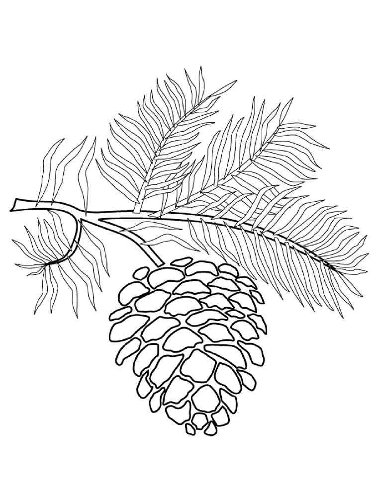 Pine cone coloring pages