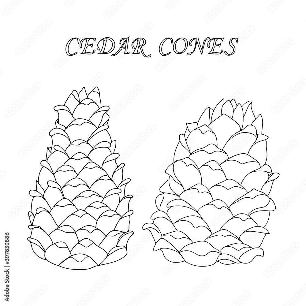 Two outline cedar cones in a cartoon style nature design element hand drawing cone vector illustration of pine cones coloring book vector