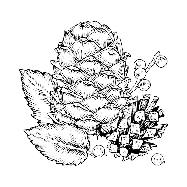 Premium vector pine cone with winter berry vector illustration of pinecone and leaf hand drawn graphic clip art on isolated background outline sketch of christmas plant black contour line art