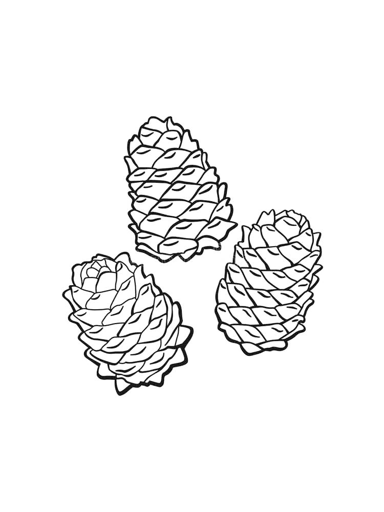 Pine cone coloring pages