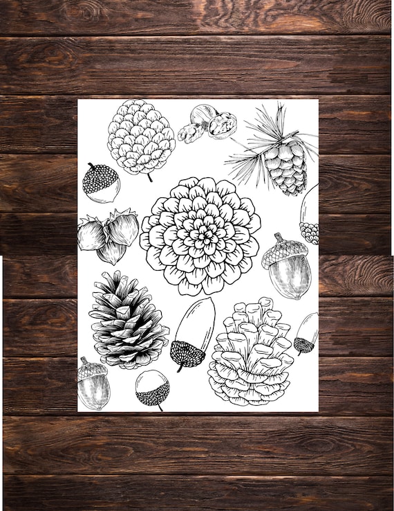 Pine cone nuts coloring page unlimited download in x in download now