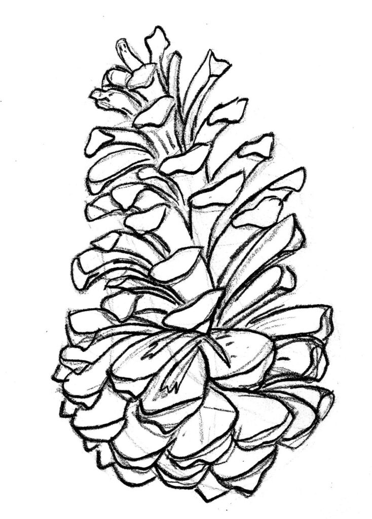 Pine cone coloring pages