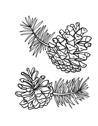 Pine cone coloring page pine cone art pine cone drawing pine cones