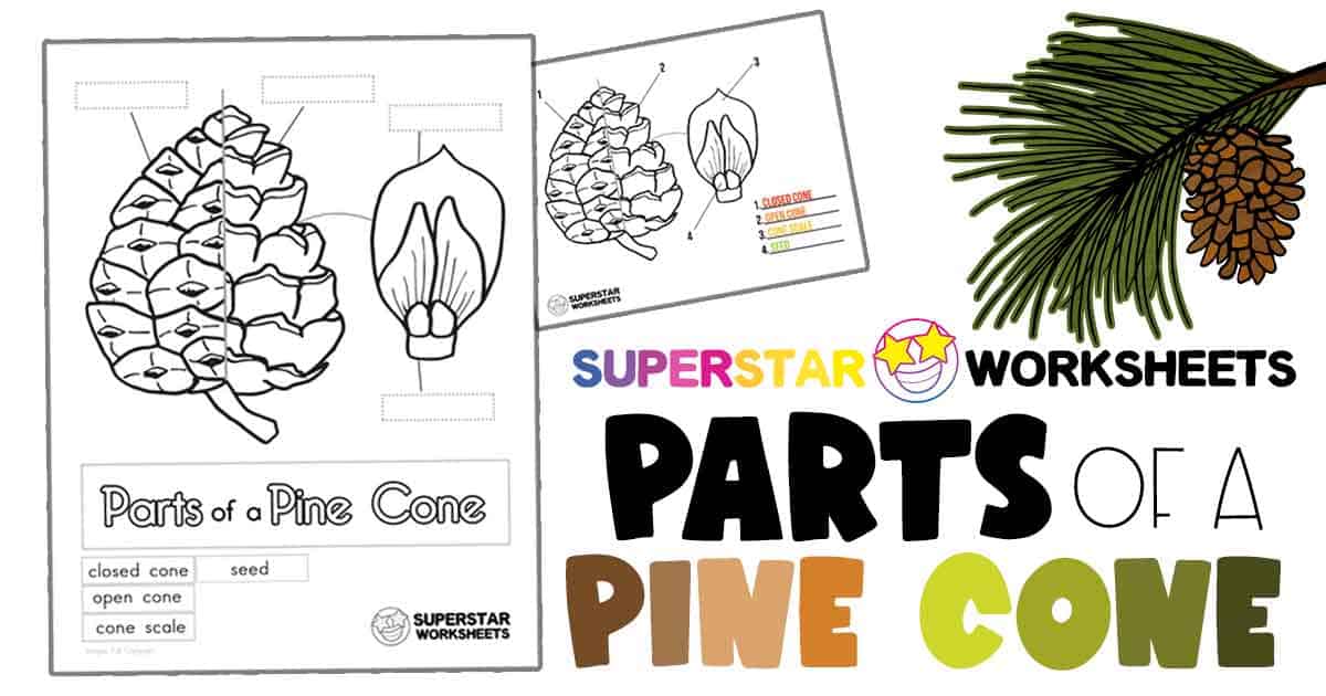 Parts of a pine cone worksheets