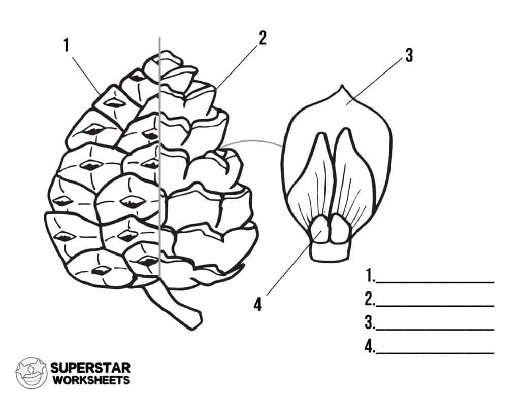 Parts of a pine cone worksheets