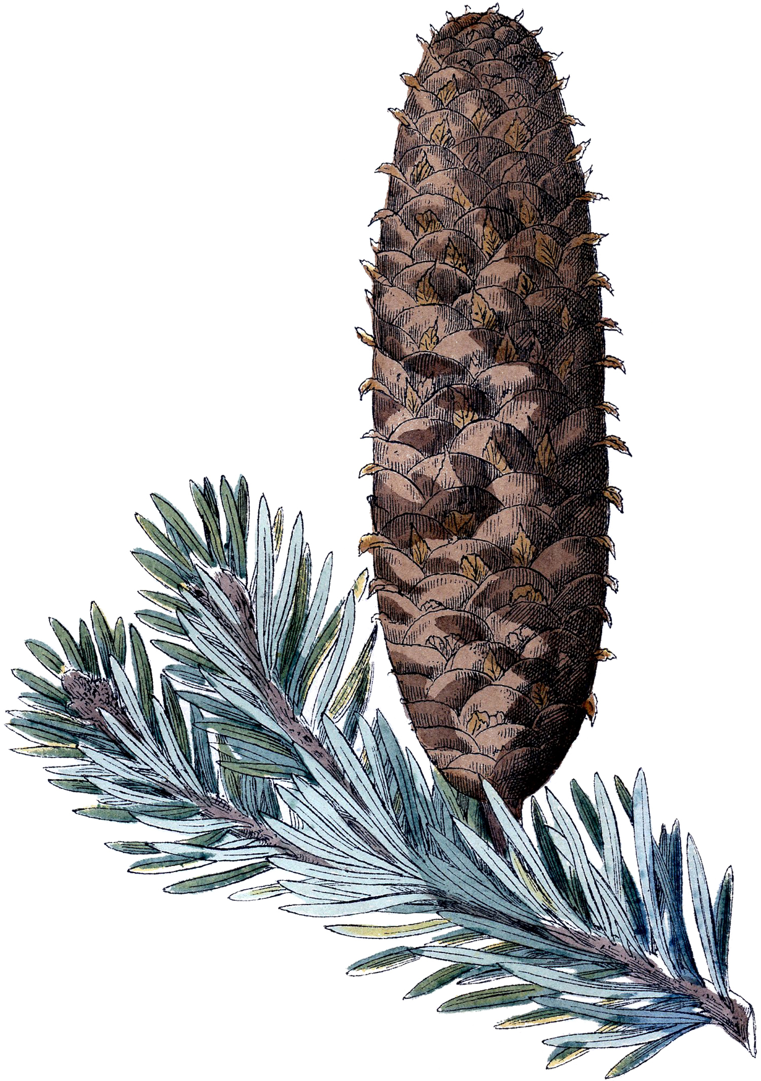 Pine cone images and pine branches